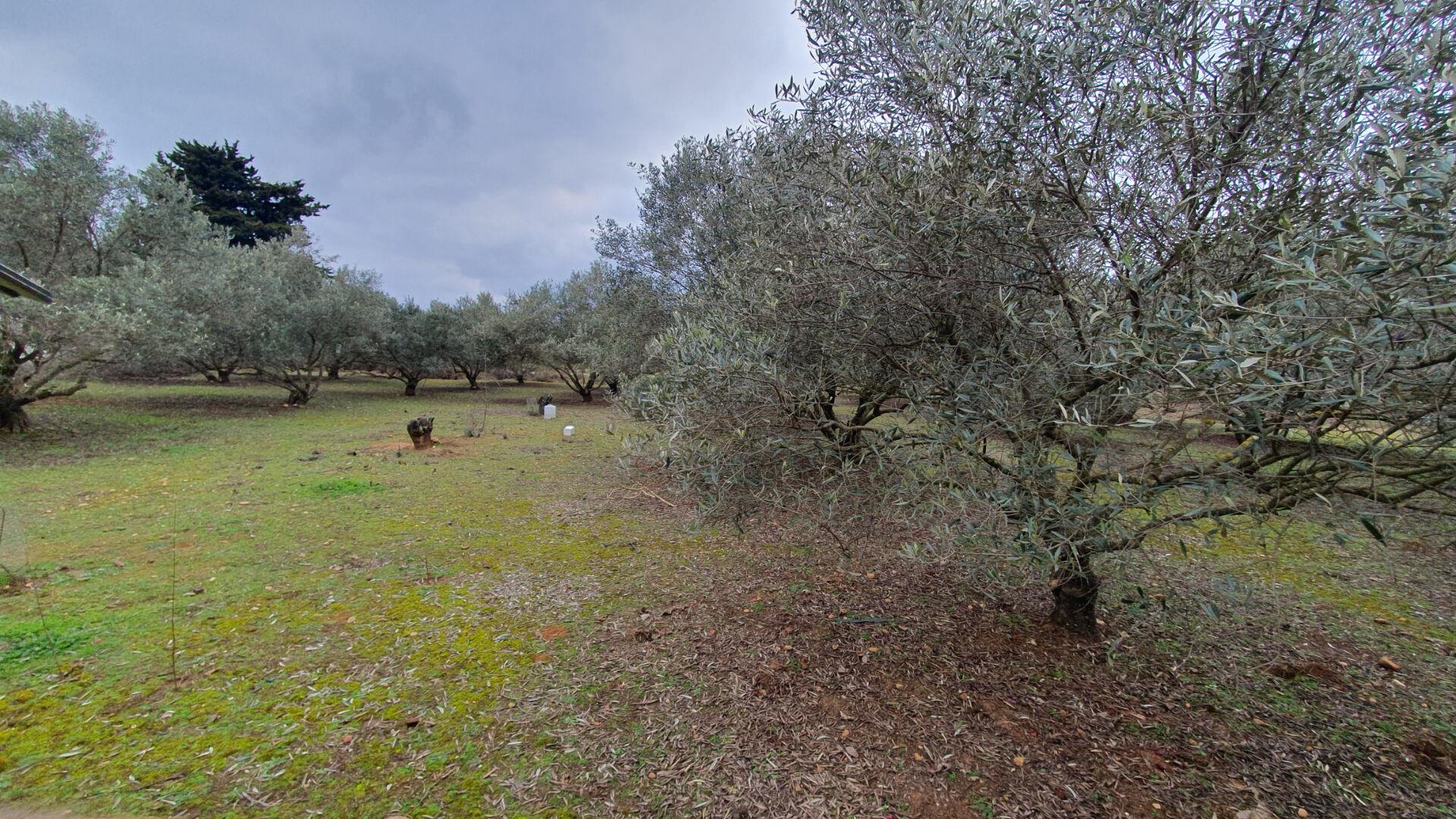 Wooded land