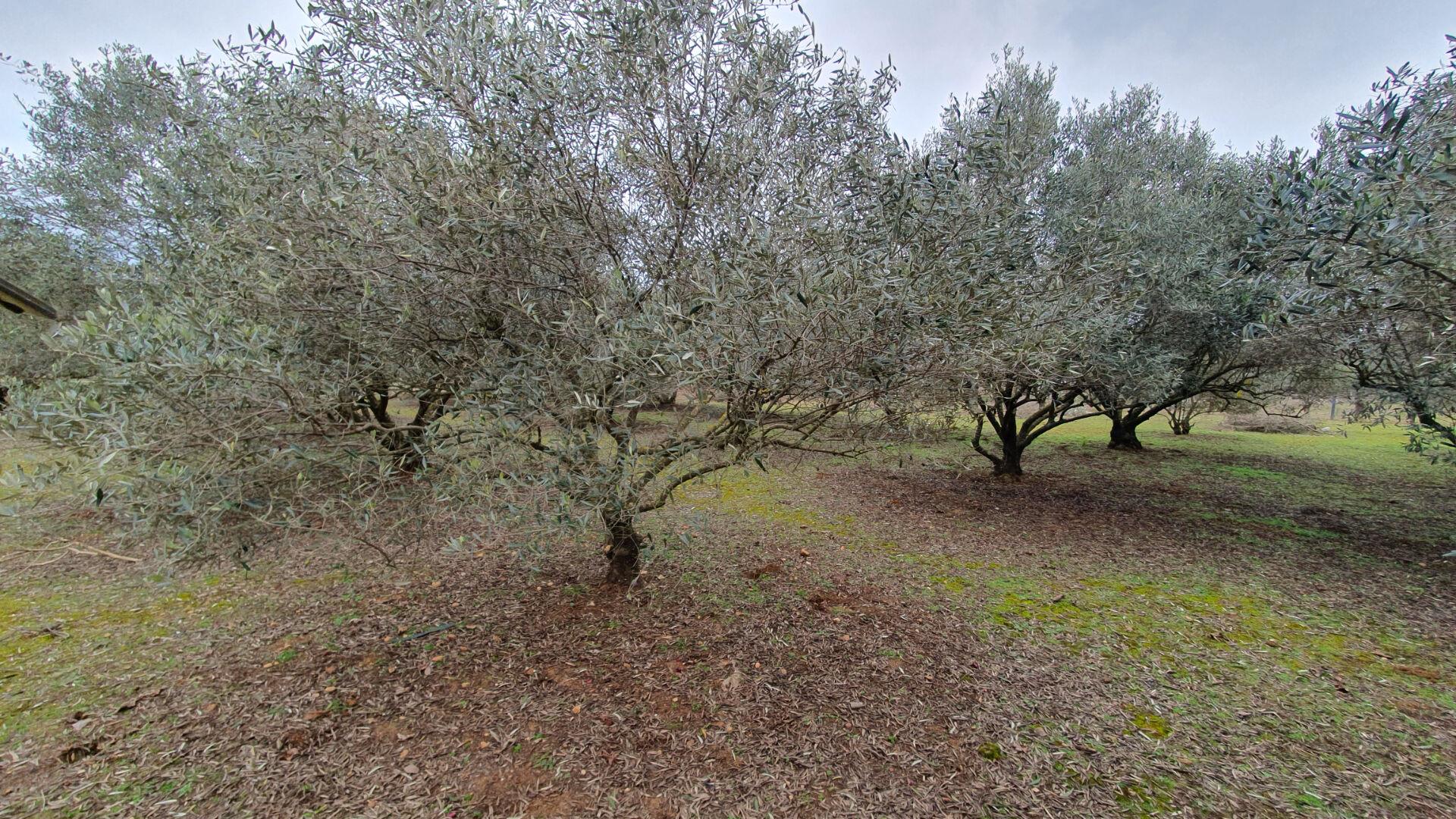 Wooded land