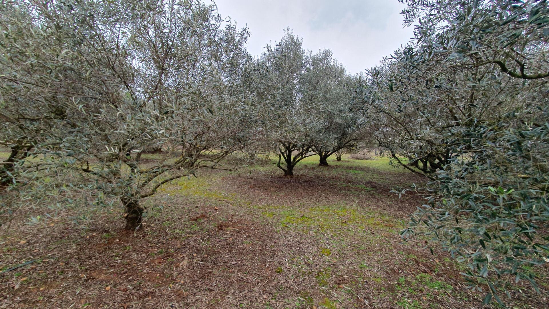 Wooded land