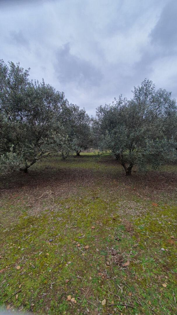 Wooded land