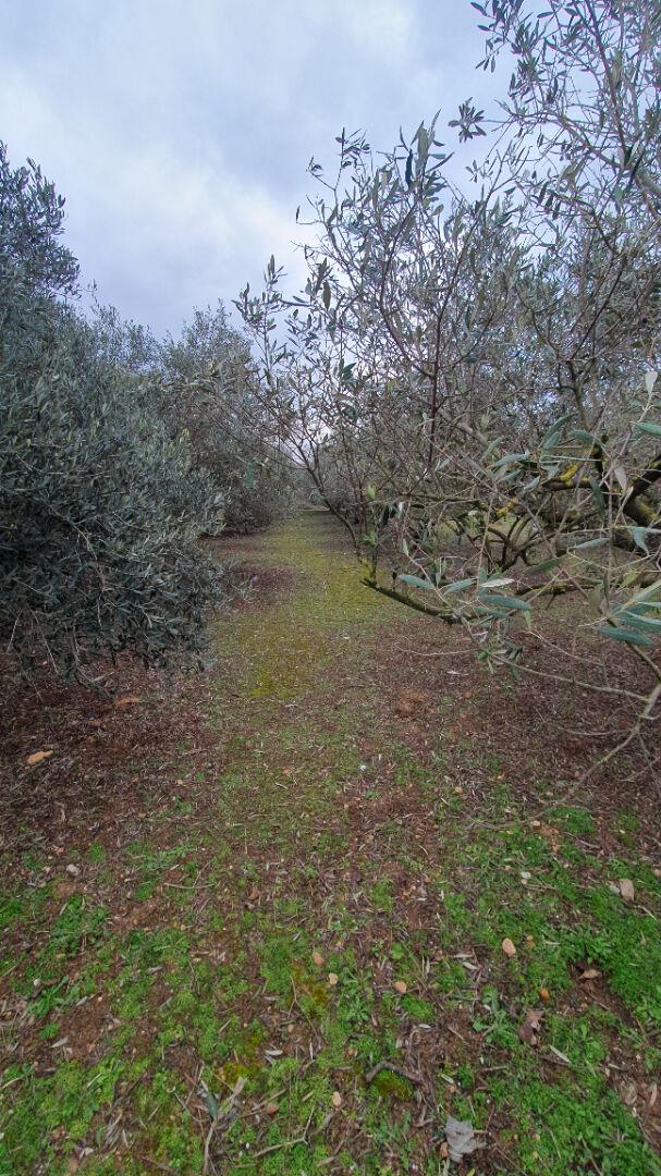 Wooded land