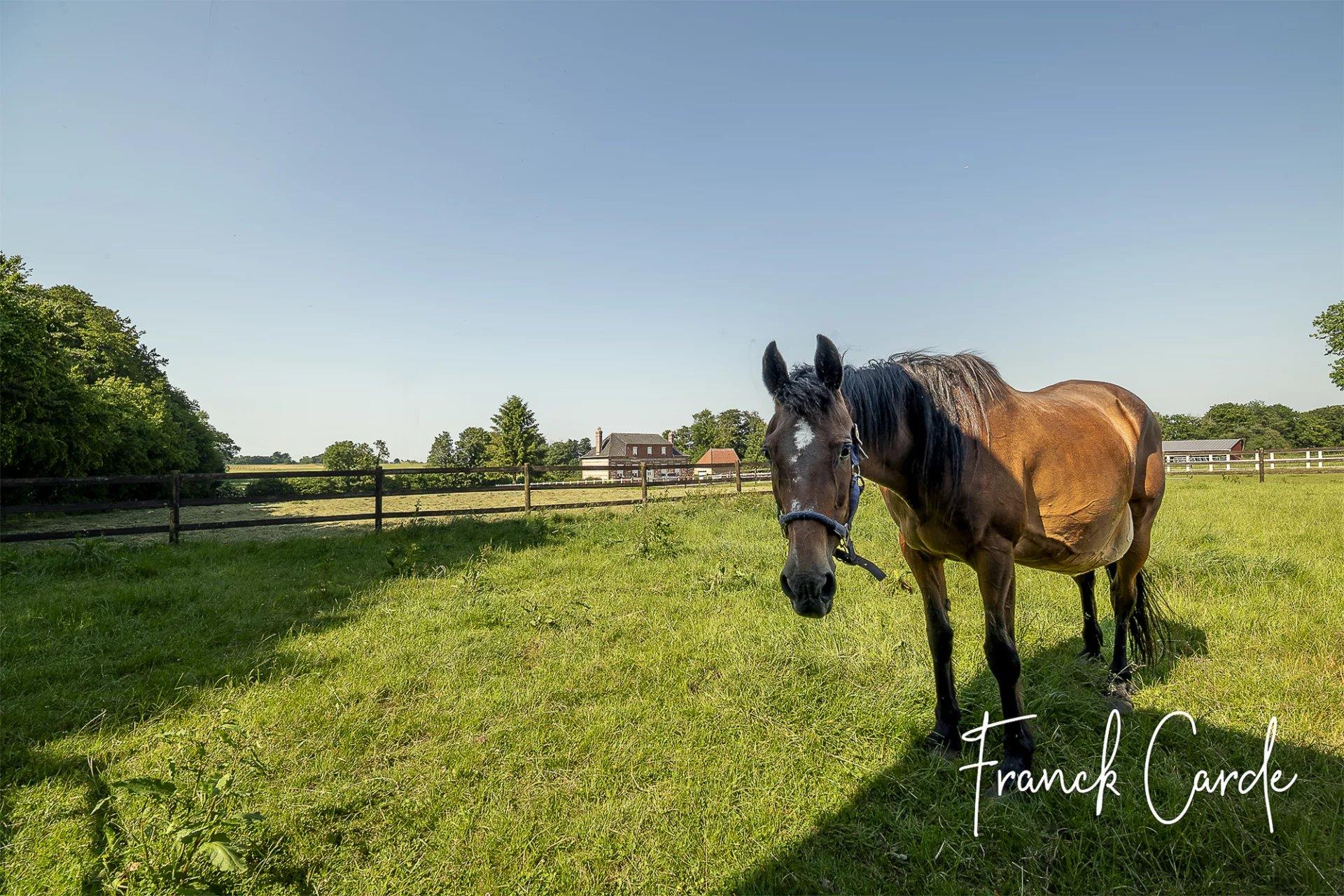 Equestrian property near Luneray