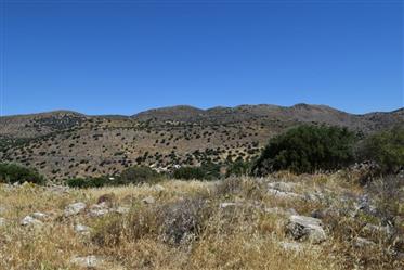 Ein Grundstück von 5000m2 mit herrlichem Meerblick zwischen Pano Elouda und Pines. 
