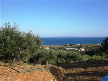 Grundstück von 8300m2 mit 150 Olivenbäumen.