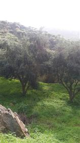 Działka budowlana z drzewami oliwnymi o powierzchni około 12000m2.