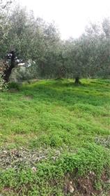 Baugrundstück mit Olivenbäumen von ca. 12000m2.