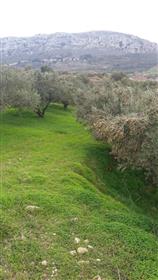 Парцел за строеж 7000м2 с 90 маслинови дървета.