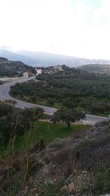 Baugrundstück o 7000m2 mit 90 Olivenbäumen.