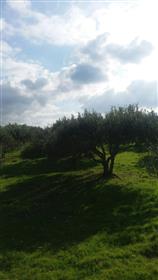 A nice building plot of 5000m2 with 110 olive trees.