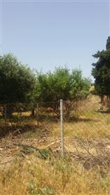 A very ice building plot with olive trees in Sitia. 