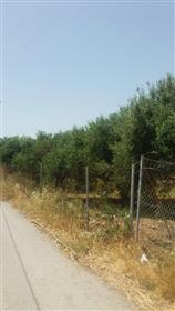 A very ice building plot with olive trees in Sitia. 