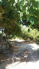 A house with garden and olive trees in Piskokefalo-Sitia.