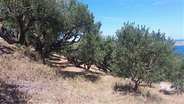 Agia Fotia Sitia: Building plot with olive trees and fantastic sea view!!