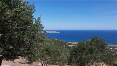 Agia Fotia Sitia: Building plot with olive trees and fantastic sea view!!