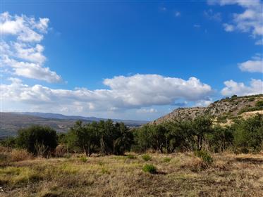 Stavromenos-Sitia: Building plot of 8.200m2 with olive trees just 10km from the sea.