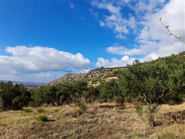 Stavromenos-Sitia: Baugrundstück von 8.200m2 mit Olivenbäumen nur 10 km vom Meer entfernt.