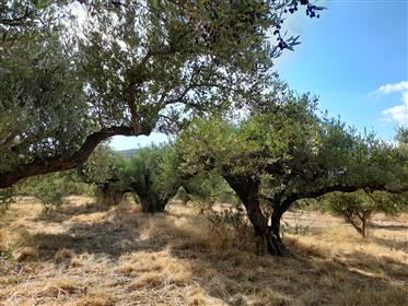 Stavromenos-Sitia: Baugrundstück von 8.200m2 mit Olivenbäumen nur 10 km vom Meer entfernt.