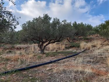 Chochlakes-Sitia: Building plot of land about 10km from the sea.