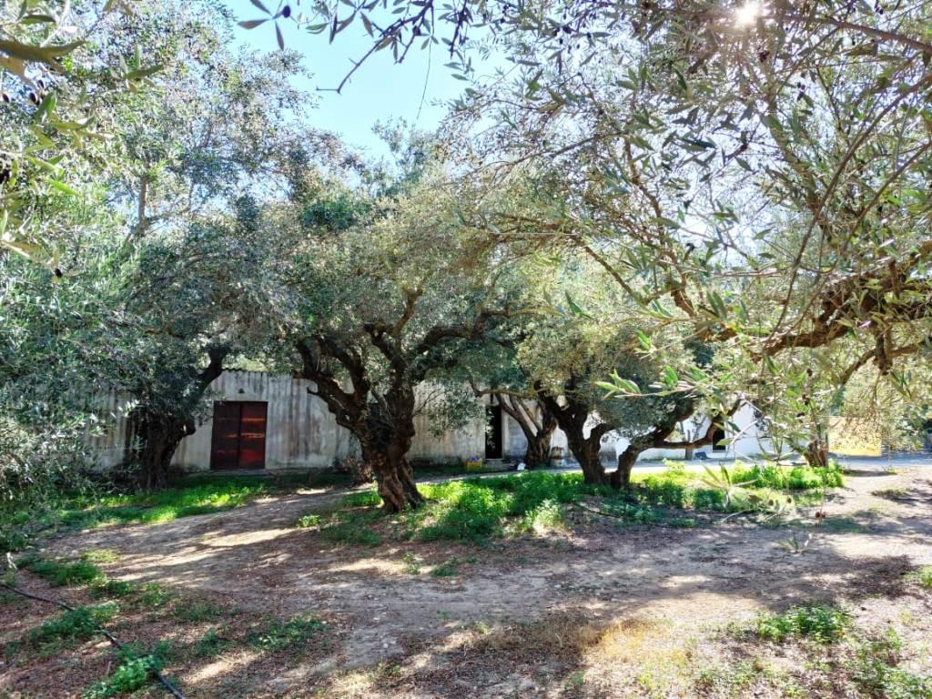 Bewoonbaar huis met olijfbomen en uitzicht op de bergen in Papagiannades, Sitia, Oost-Kreta.
