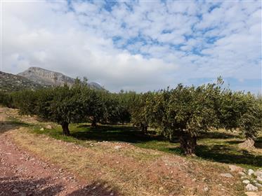Zakros-Itanou Großes Baugrundstück mit Olivenbäumen 4 km vom Meer von Xerokampos entfernt.