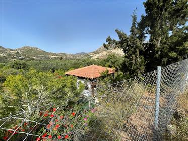 Myrtos-Ierapetra: Ein großer Zitronen-Obst-Garten, nur 1 km vom Meer entfernt.