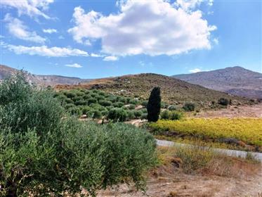 Голяма маслинова горичка с малък склад в Кателонияс, Сития, Източен Крит.