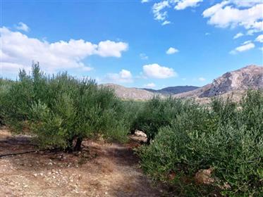 Голяма маслинова горичка с малък склад в Кателонияс, Сития, Източен Крит.