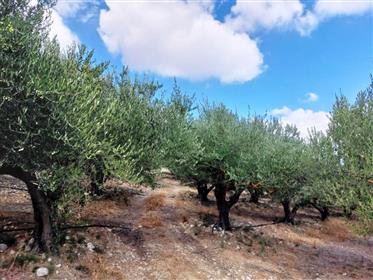 Duży gaj oliwny z małym magazynem w Katelonias, Sitia, wschodnia Kreta.