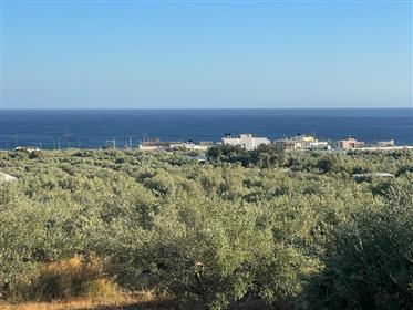 Μεγάλο οικόπεδο μόλις 1,5χλμ από τη θάλασσα στον Κουτσουρά, Μακρύ Γιαλός, Νοτιοανατολική Κρήτη.