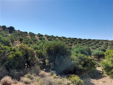 חלקת אדמה פלקסטרו-סיטיה של 10000m2 עם 280 עצי זית.