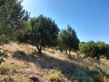 Palekastro-Sitia  Plot of land of 10000m2 with 280 olive trees.