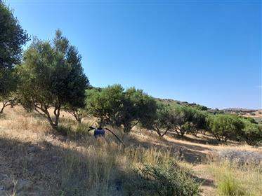 Palekastro-Sitia قطعة أرض مساحتها 10000 م 2 مع 280 شجرة زيتون.