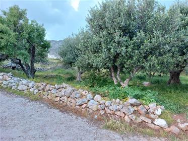 A special building plot within the village plan located at the edge of the village in Zakros, Sitia,