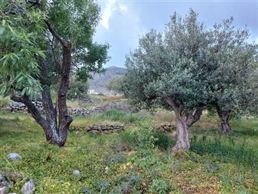 Un terrain à bâtir spécial dans le plan du village situé à la périphérie du village de Zakros, Sitia