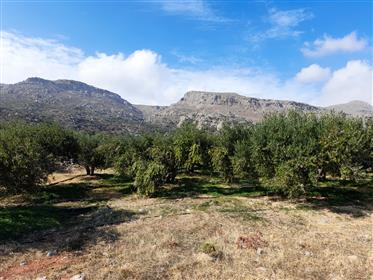 Zakros-Itanou: Building plot with two small houses and olive trees.