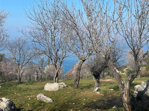 Land von 2400 qm in Korfu