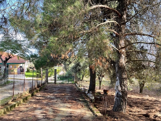 Grundstück von 8500 m² auf Korfu