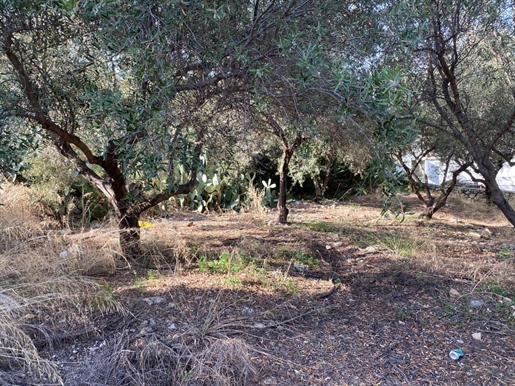 Terrain 2019 m² en Crète