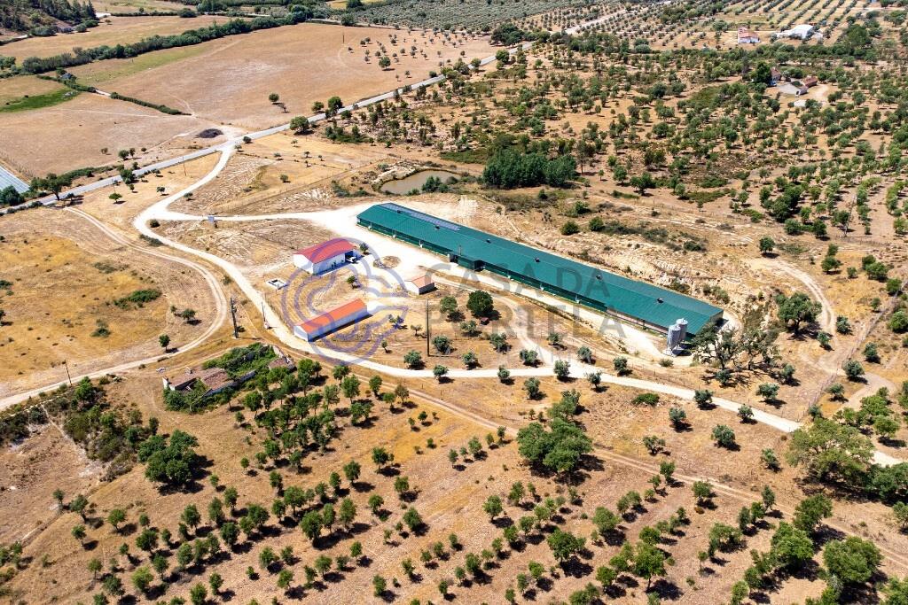 3 bedroom farm with 17 ha and aviary with high profitability in Abrantes