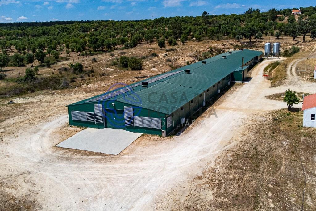 3 bedroom farm with 17 ha and aviary with high profitability in Abrantes