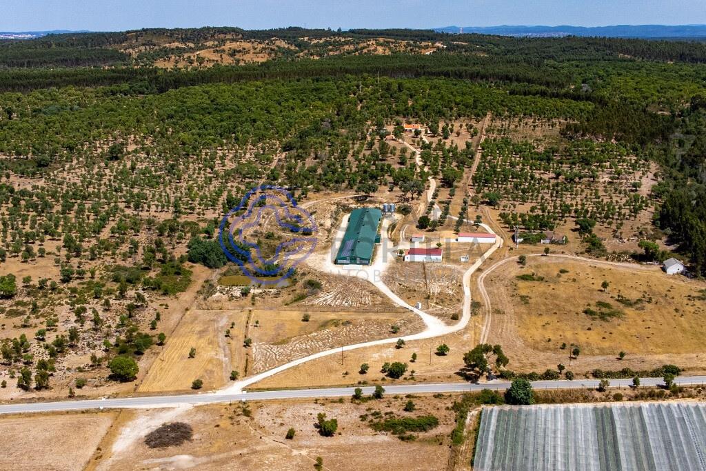3 bedroom farm with 17 ha and aviary with high profitability in Abrantes
