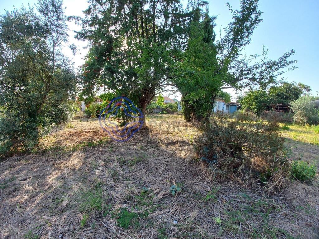Land with storage room 5 min from the city of Tomar in Central Portugal