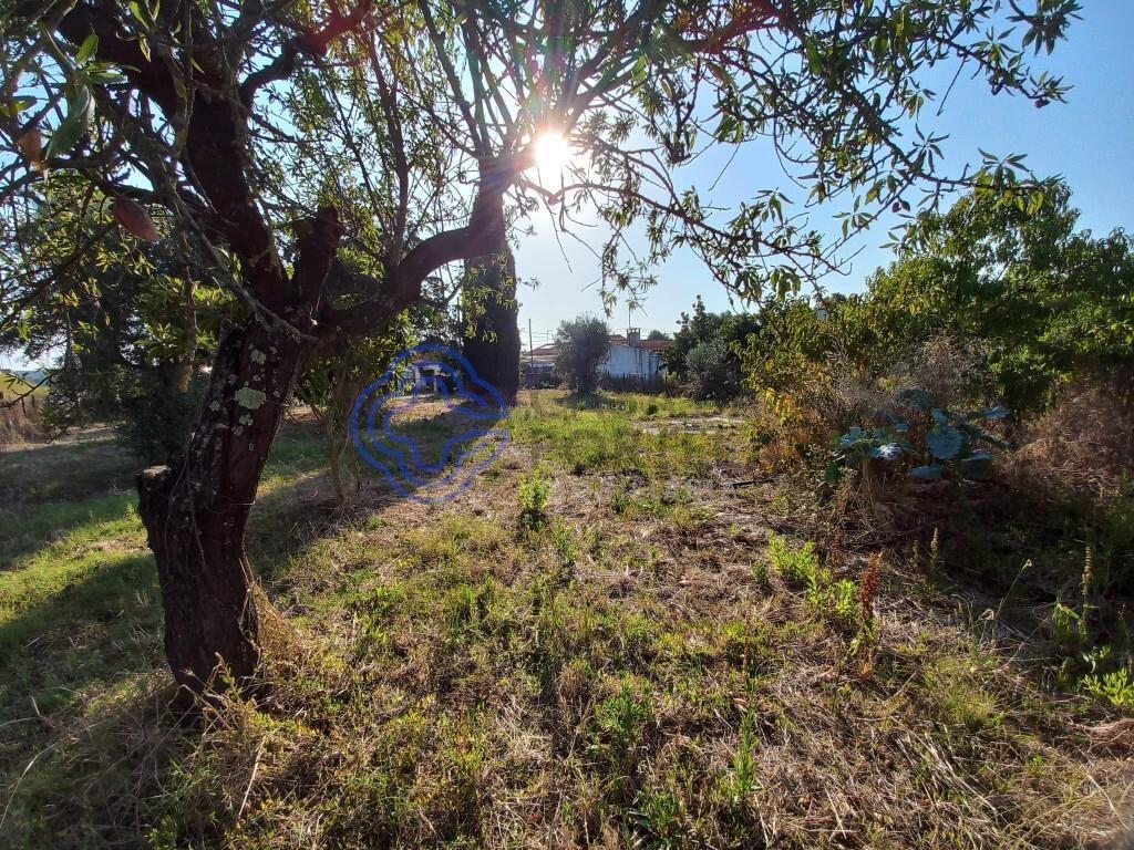 Land with storage room 5 min from the city of Tomar in Central Portugal