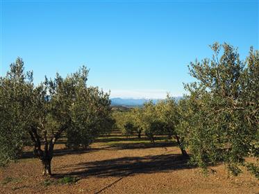 Jolie maison de campagne avec 1,7 hectare de plantations d'olives