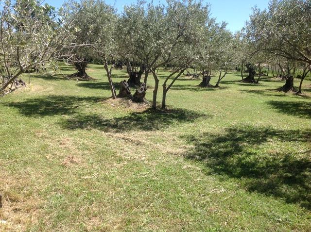 House with an olivette of 150 olive trees and truffle oaks on 4 Ha