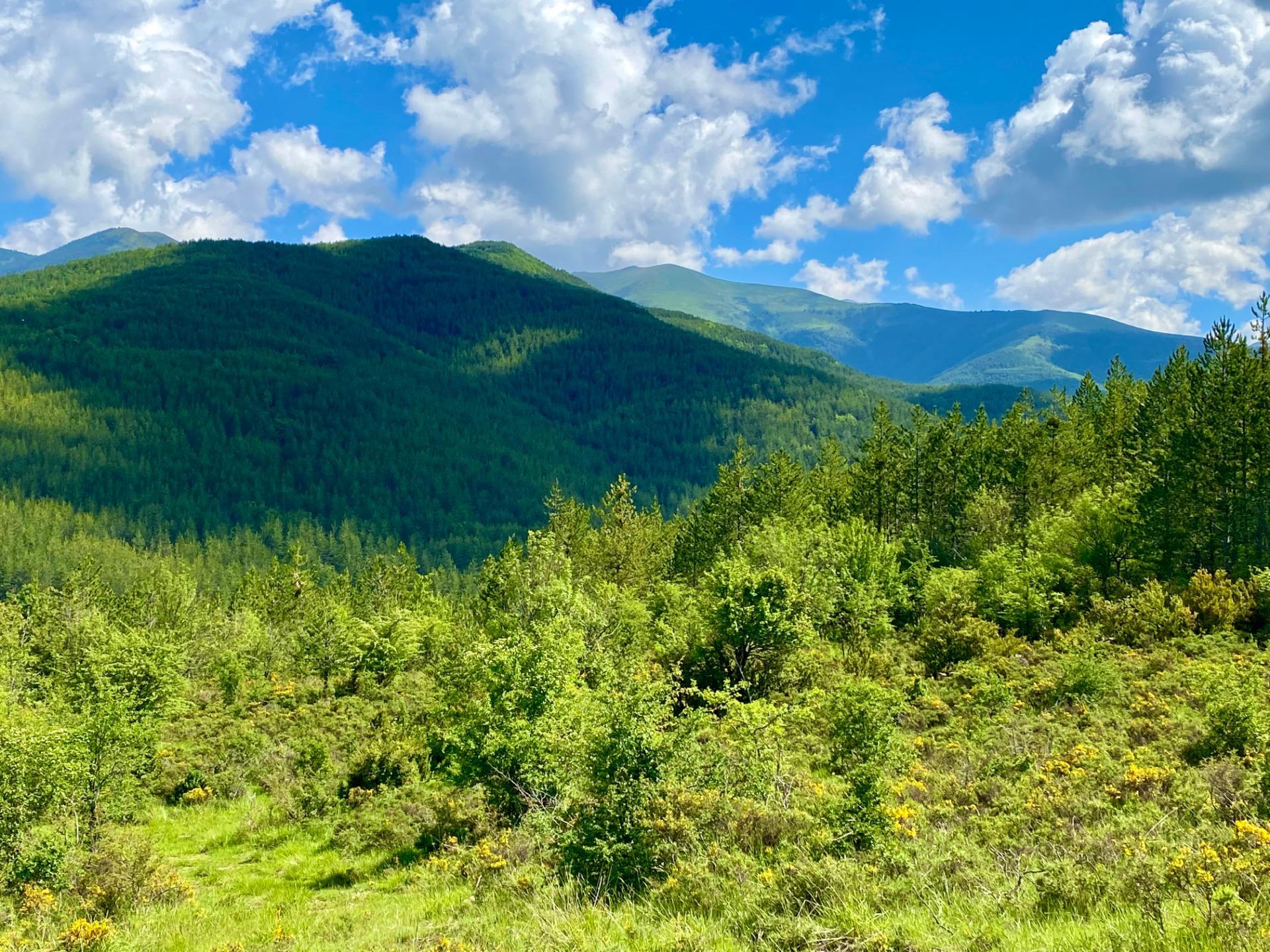 Cumpărare: Teren (22710)