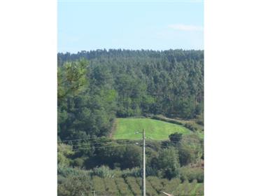 Rustic land, near Cadaval, with 6680 m2