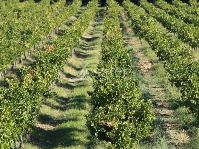 Domaine viticole, cave particulière et outil professionnel comp