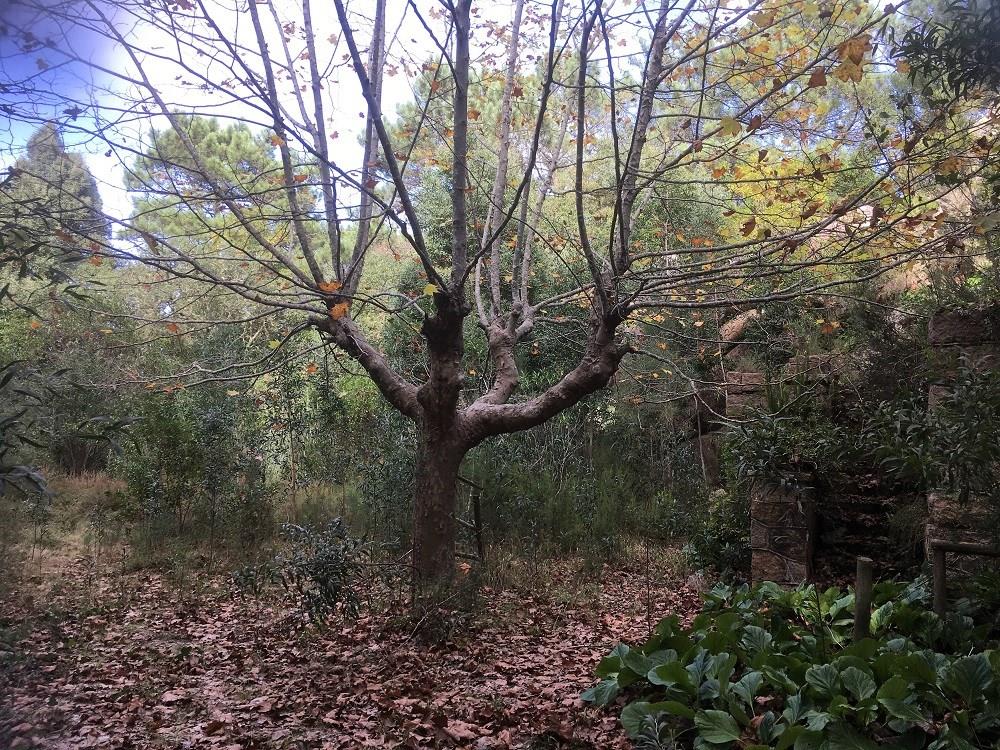 Cumpărare: Casă (2735)