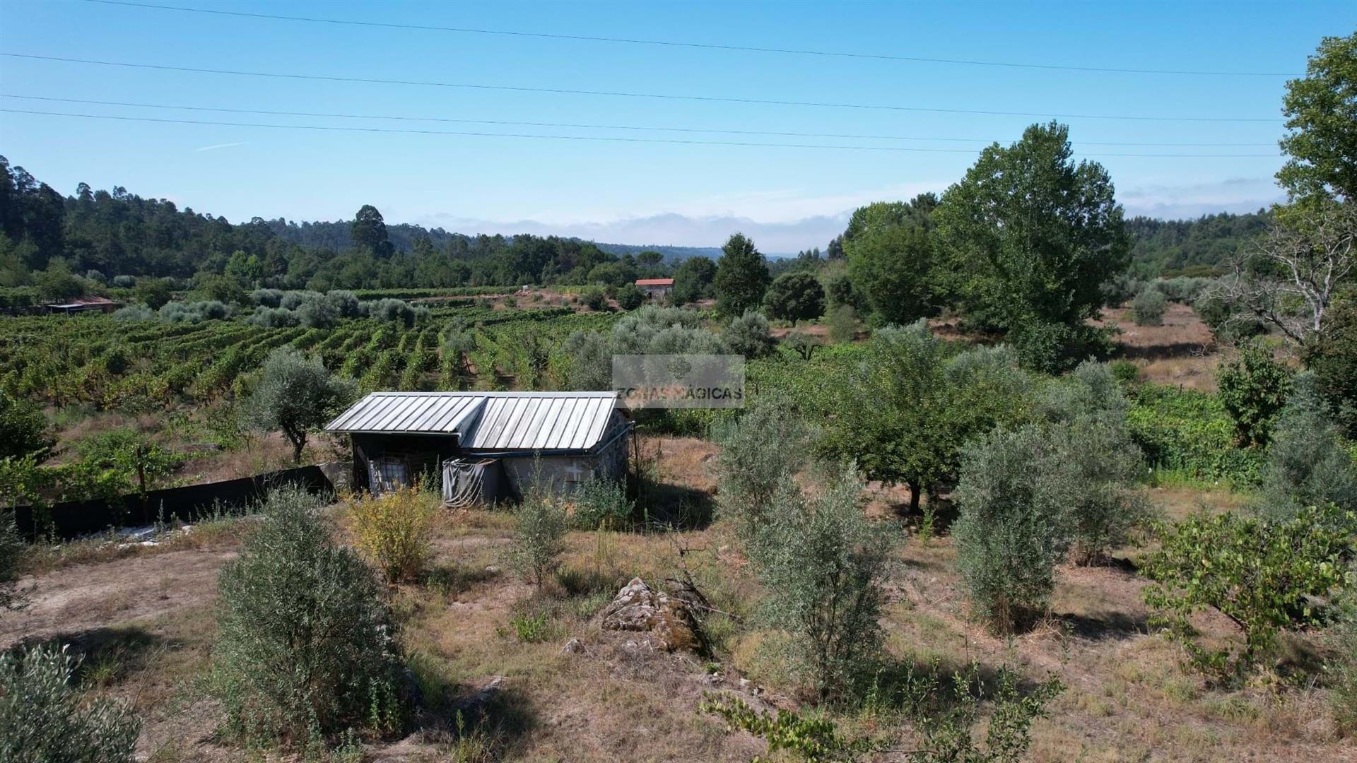 Rustic Land in Carregal do Sal ( Beijós )